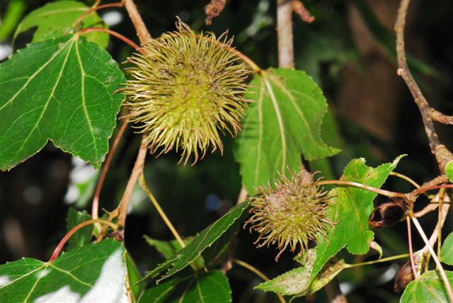 เมเปิ้ลหอม Liquidambar formosana Hance<br/>HAMAMELIDACEAE